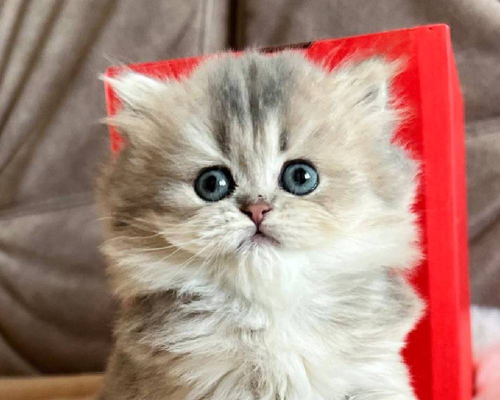 luxury picnic company - Picnic Makers