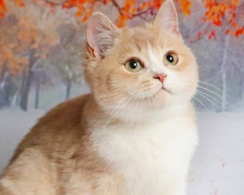 luxury picnic company - Picnic Makers