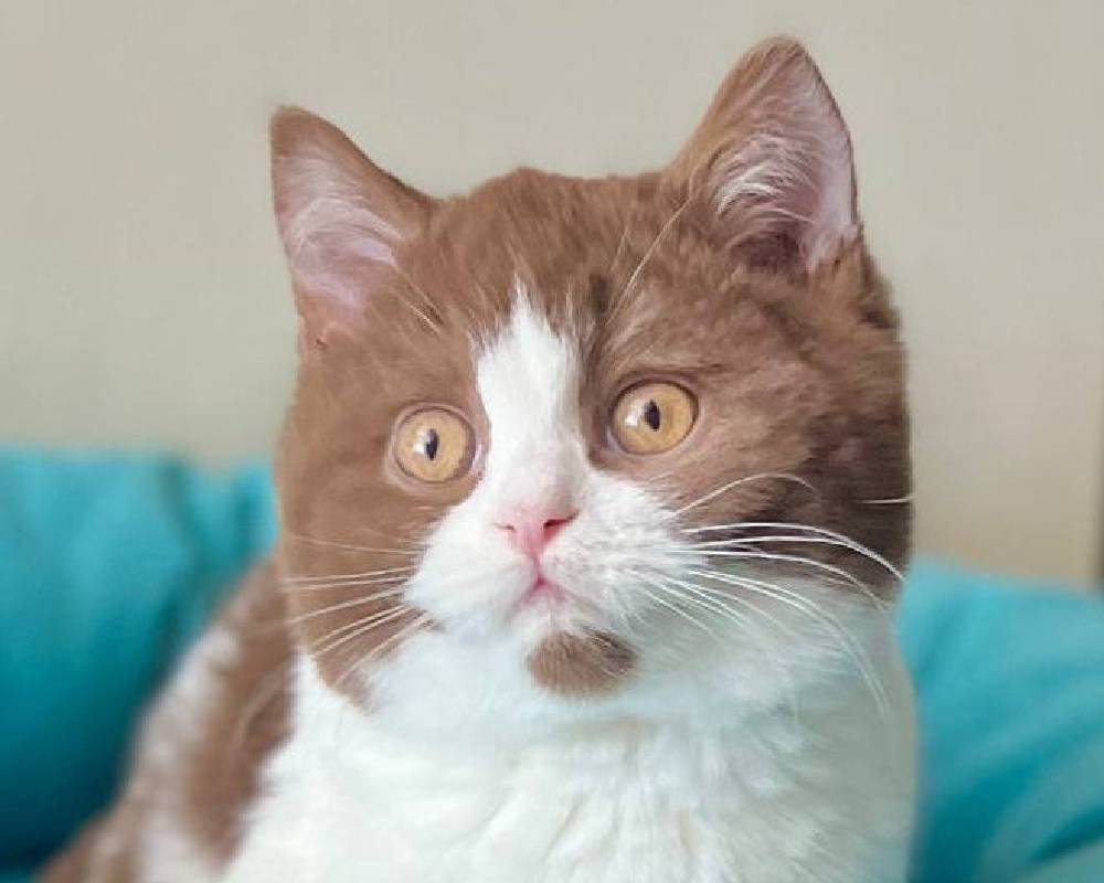 luxury picnic company - Picnic Makers