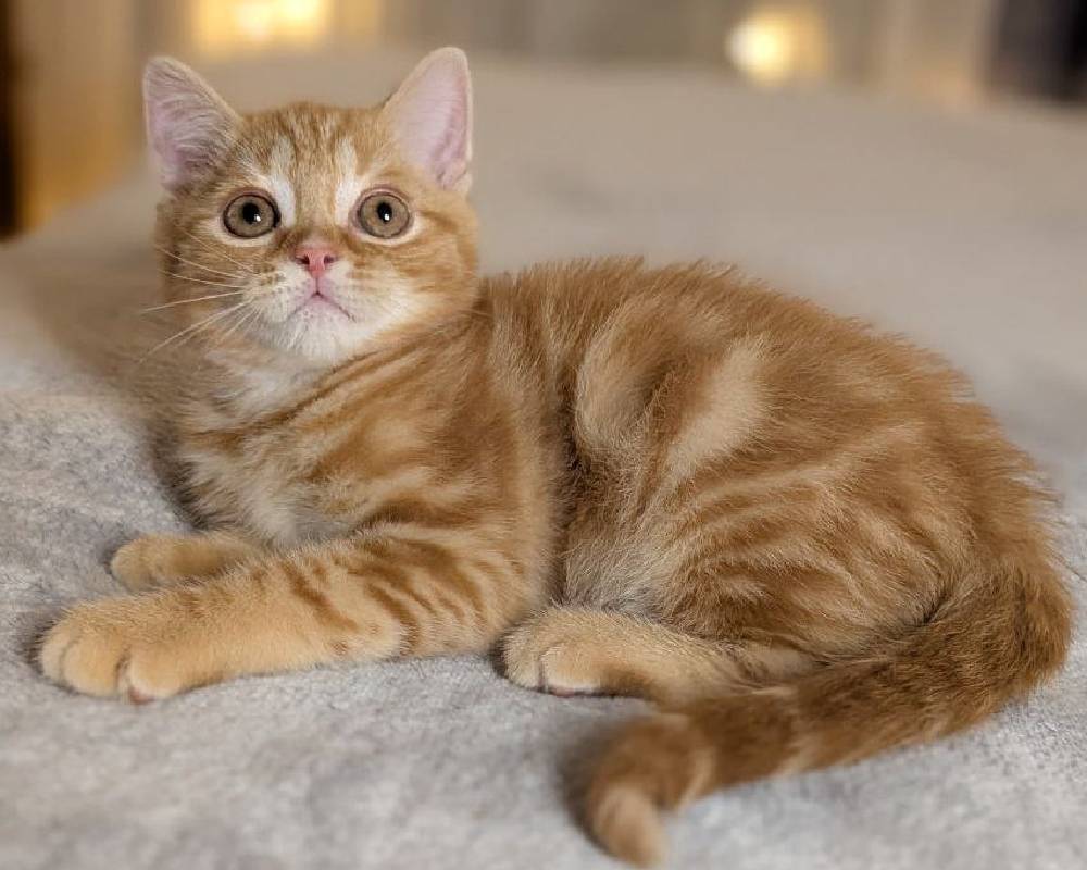 luxury picnic company - Picnic Makers