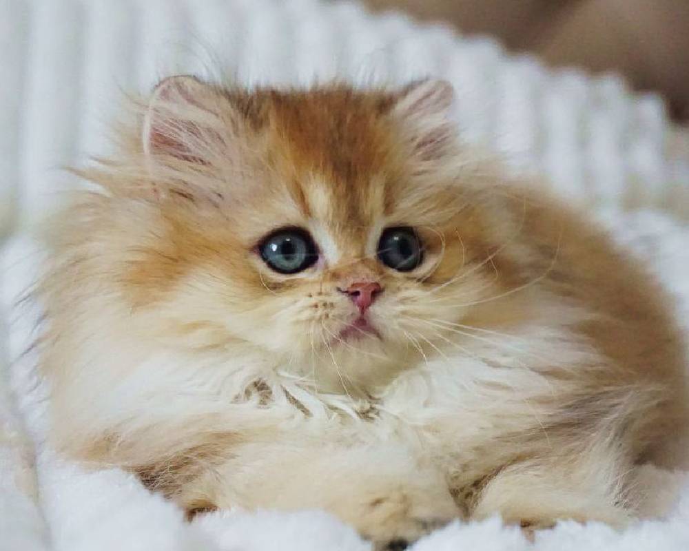 luxury picnic company - Picnic Makers