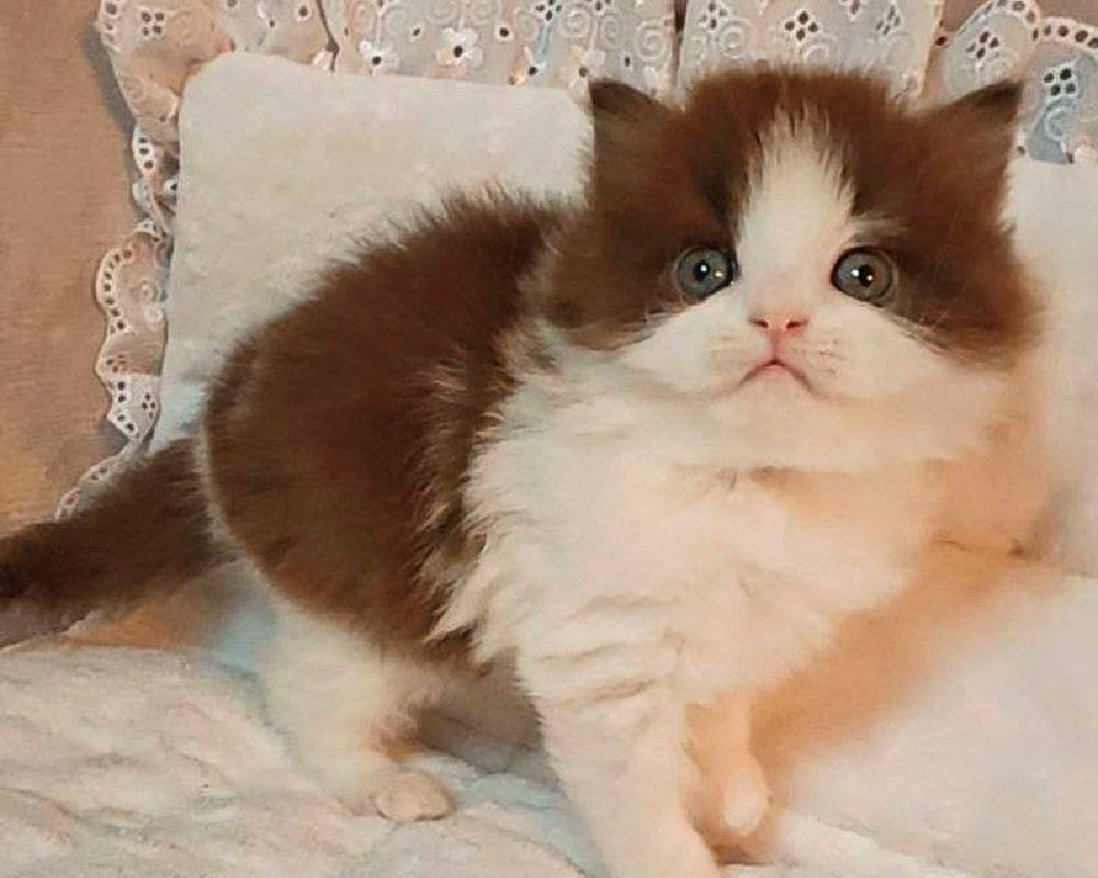 luxury picnic company - Picnic Makers