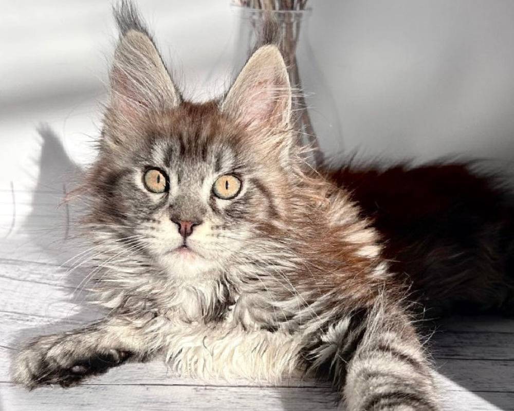 luxury picnic company - Picnic Makers