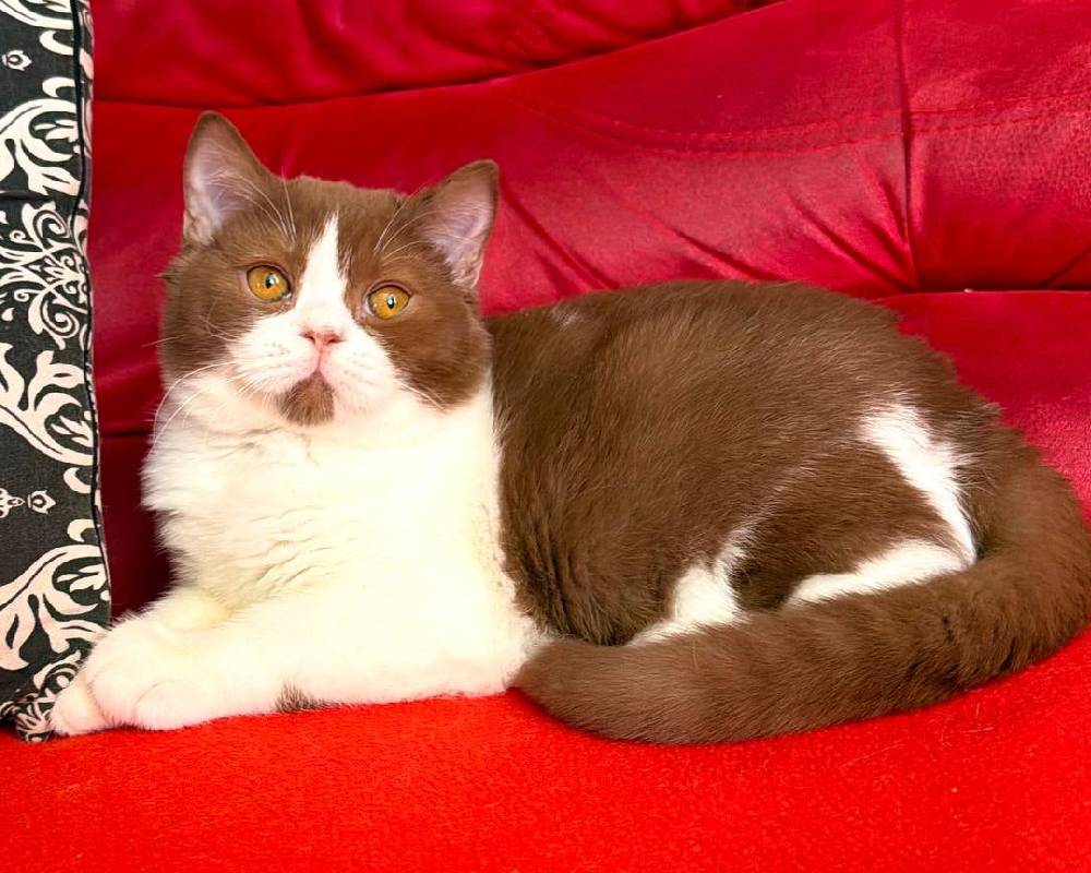 luxury picnic company - Picnic Makers