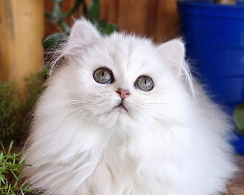 luxury picnic company - Picnic Makers