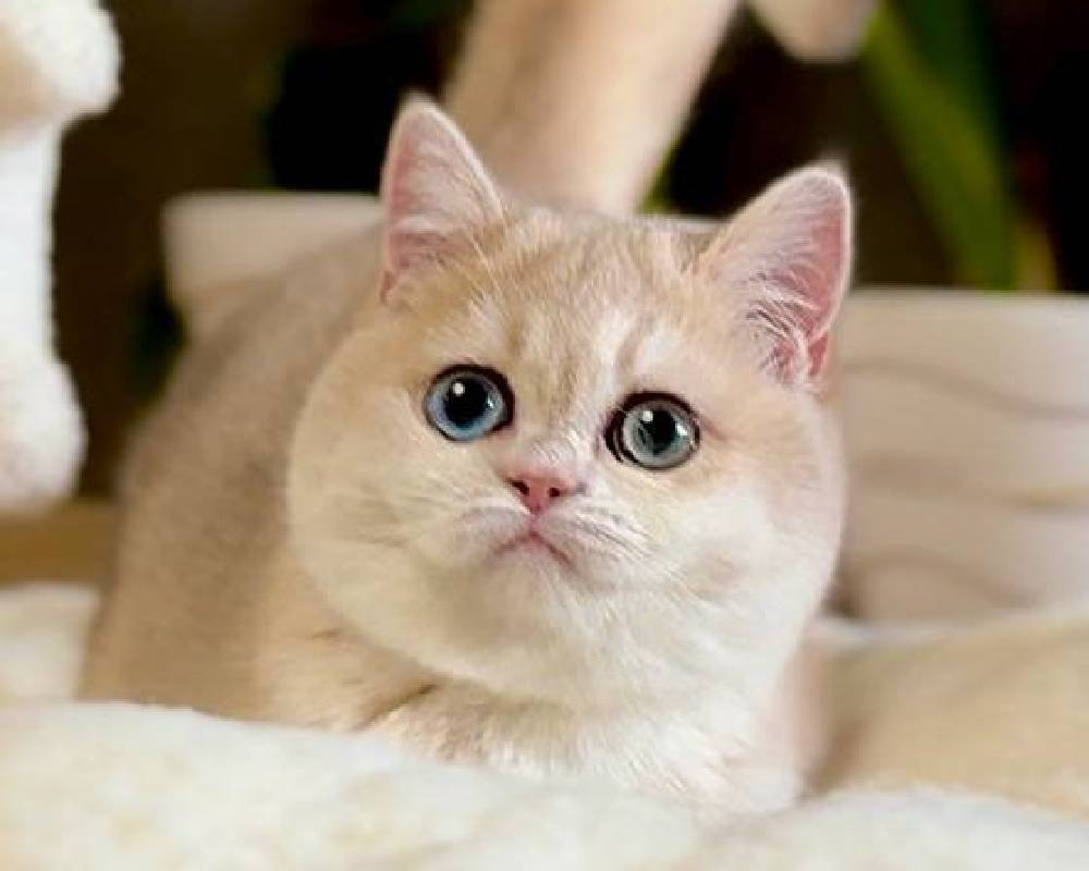 luxury picnic company - Picnic Makers