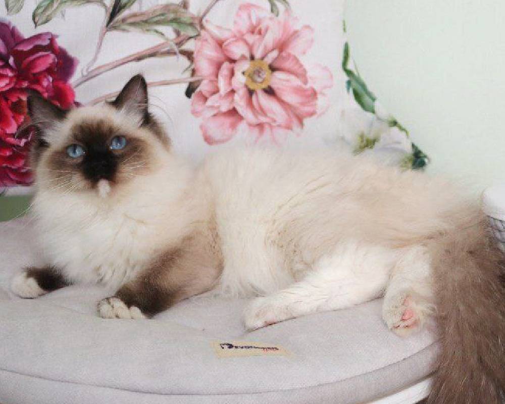 luxury picnic company - Picnic Makers