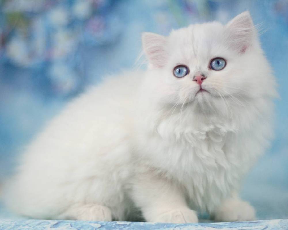 luxury picnic company - Picnic Makers