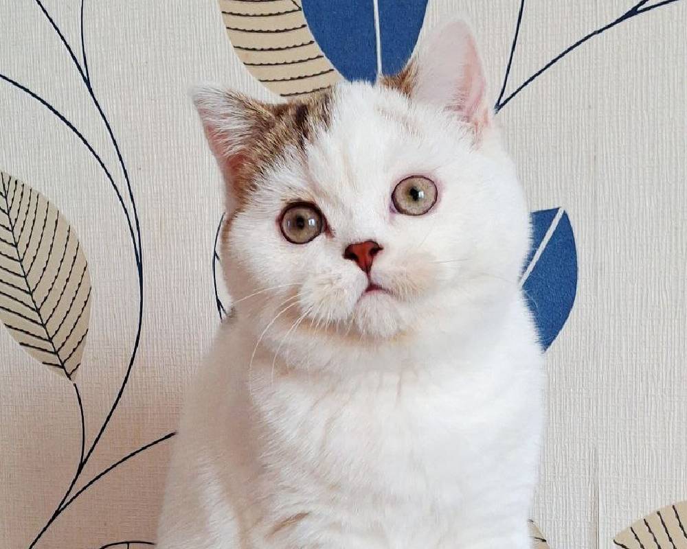 luxury picnic company - Picnic Makers