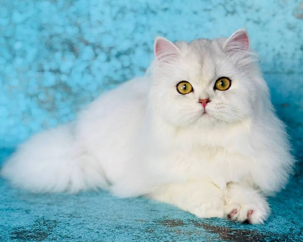 luxury picnic company - Picnic Makers luxury picnic company - Picnic Makers