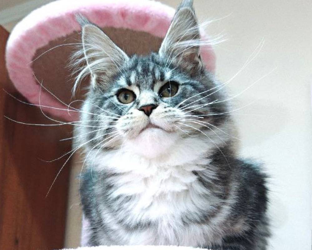 luxury picnic company - Picnic Makers