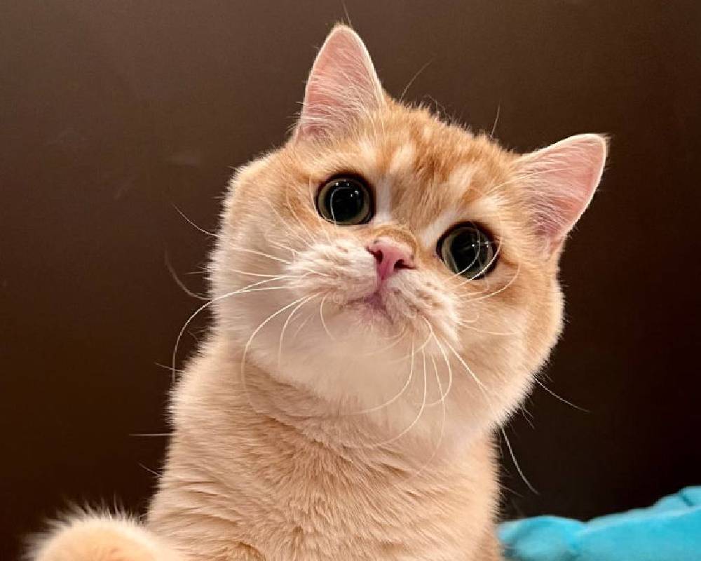 luxury picnic company - Picnic Makers