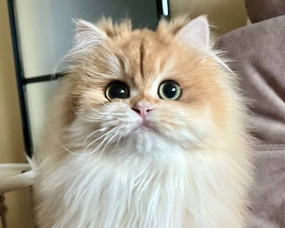 luxury picnic company - Picnic Makers