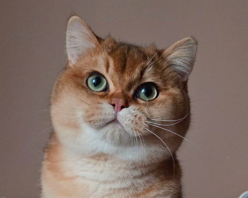 luxury picnic company - Picnic Makers