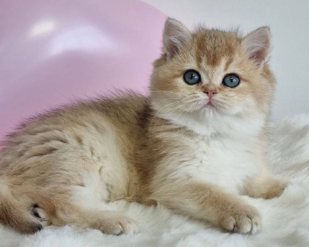 luxury picnic company - Picnic Makers