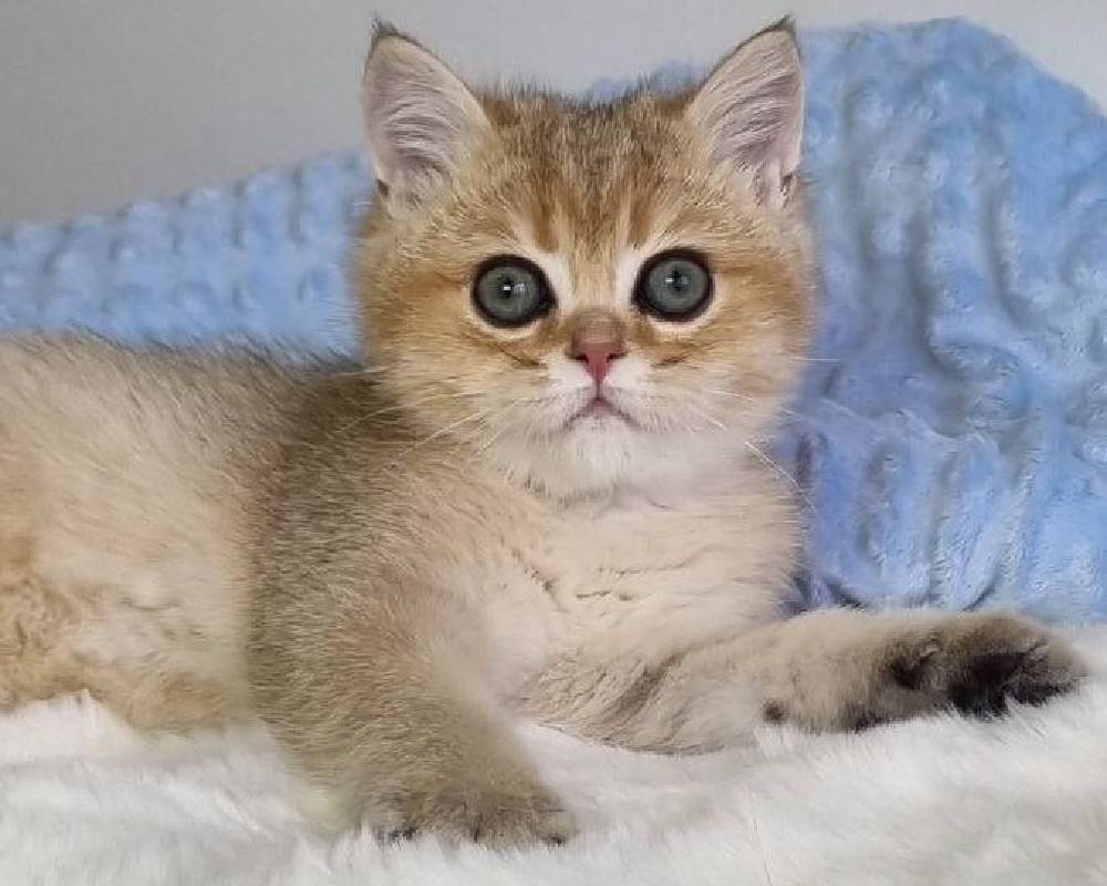 luxury picnic company - Picnic Makers