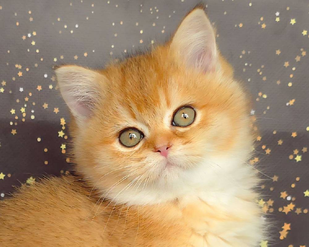 luxury picnic company - Picnic Makers