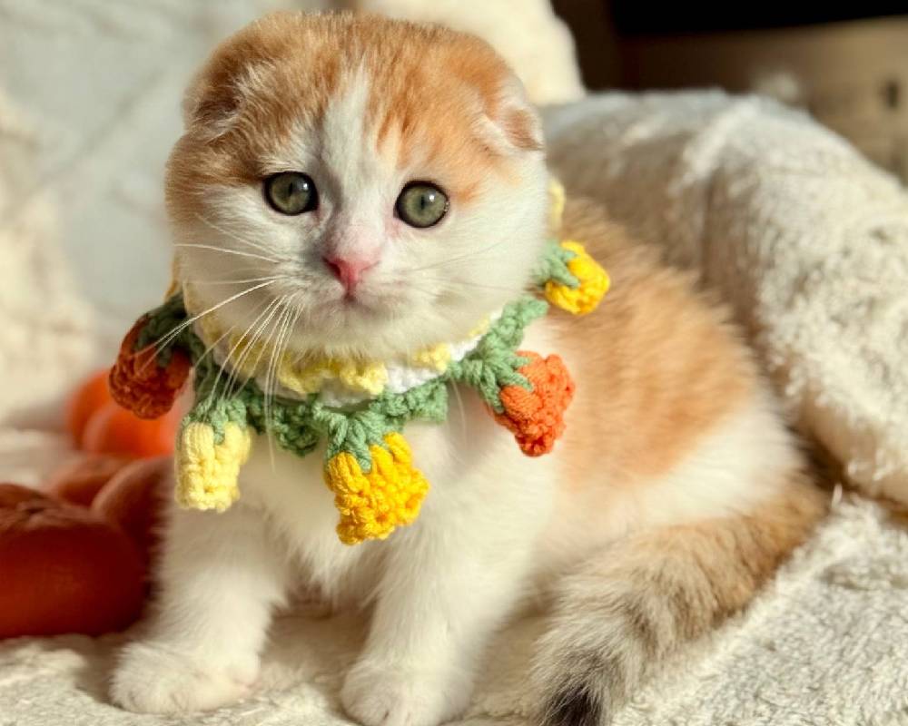 luxury picnic company - Picnic Makers