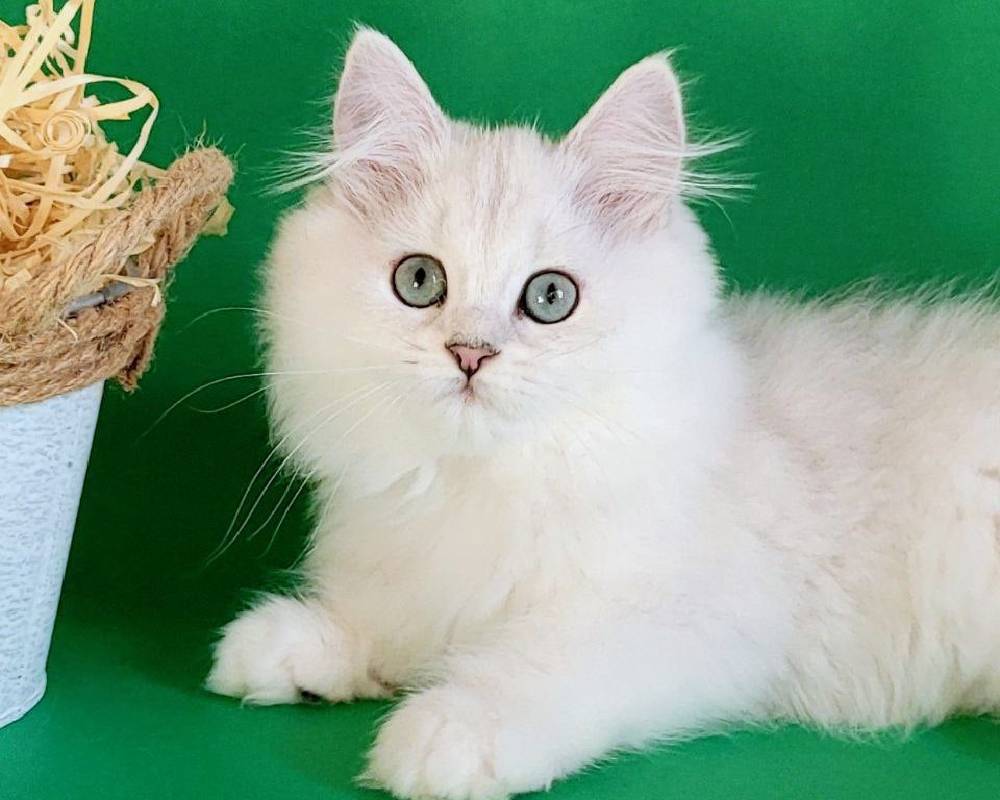 luxury picnic company - Picnic Makers