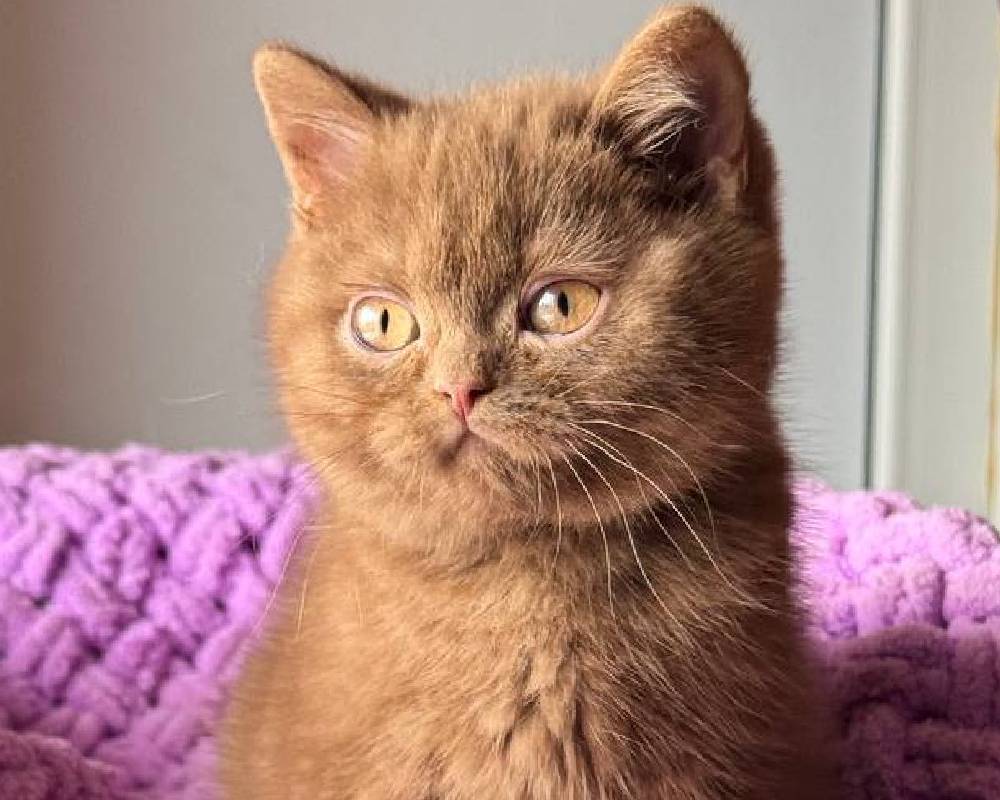 luxury picnic company - Picnic Makers