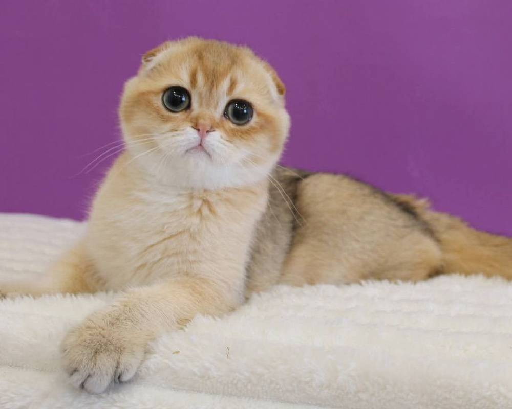 luxury picnic company - Picnic Makers