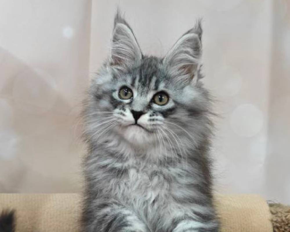 luxury picnic company - Picnic Makers