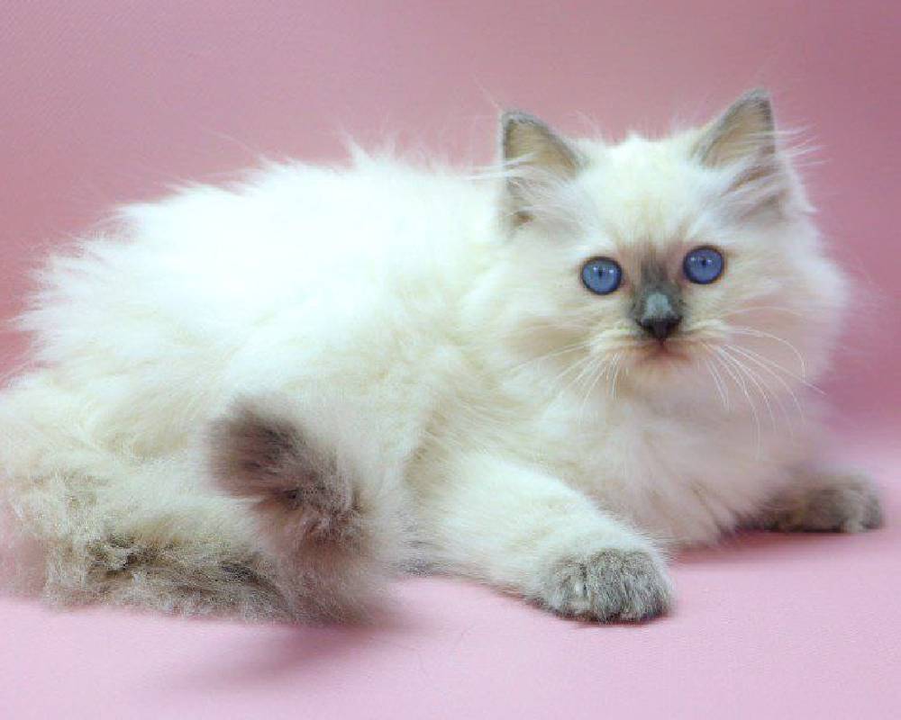 luxury picnic company - Picnic Makers