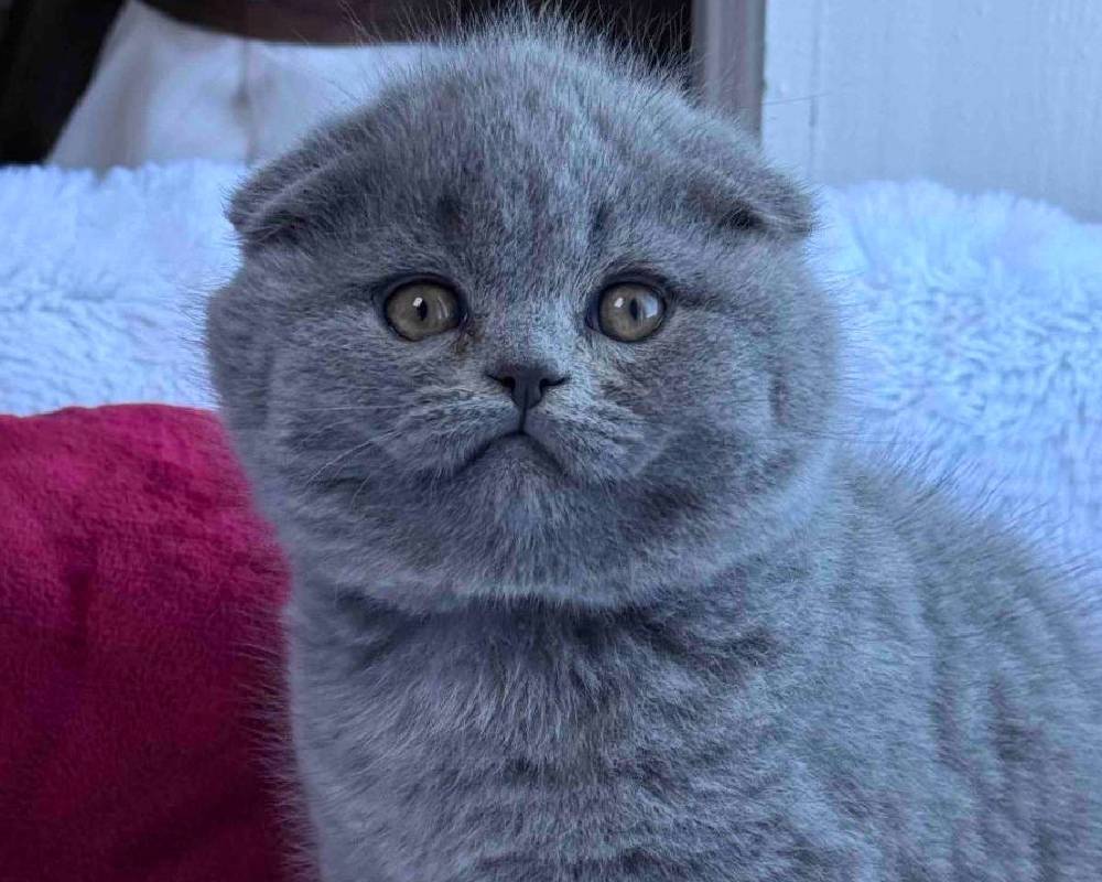 luxury picnic company - Picnic Makers