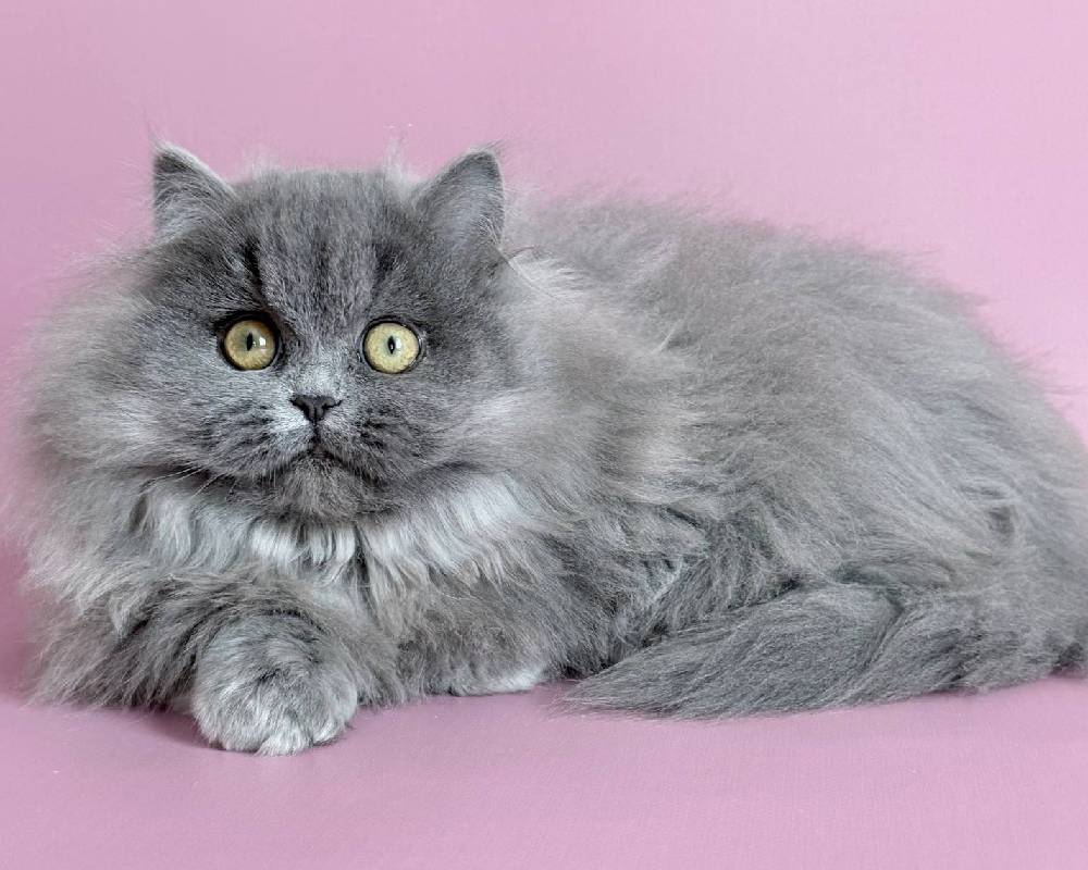 luxury picnic company - Picnic Makers