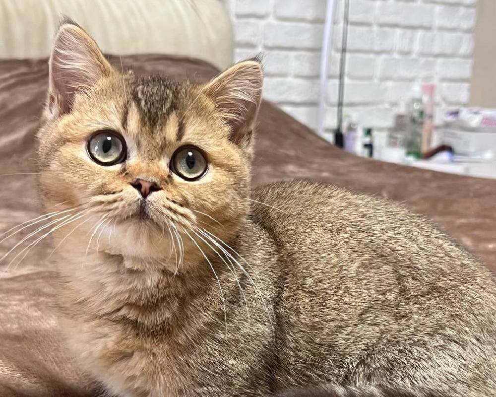 luxury picnic company - Picnic Makers