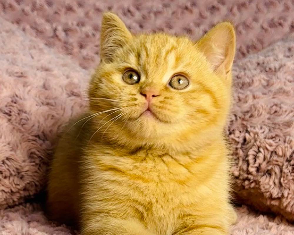 luxury picnic company - Picnic Makers