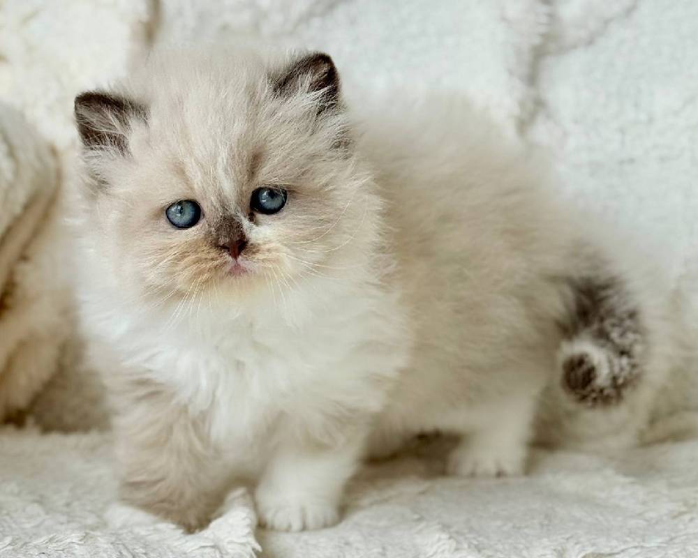 luxury picnic company - Picnic Makers