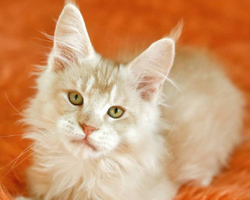 luxury picnic company - Picnic Makers