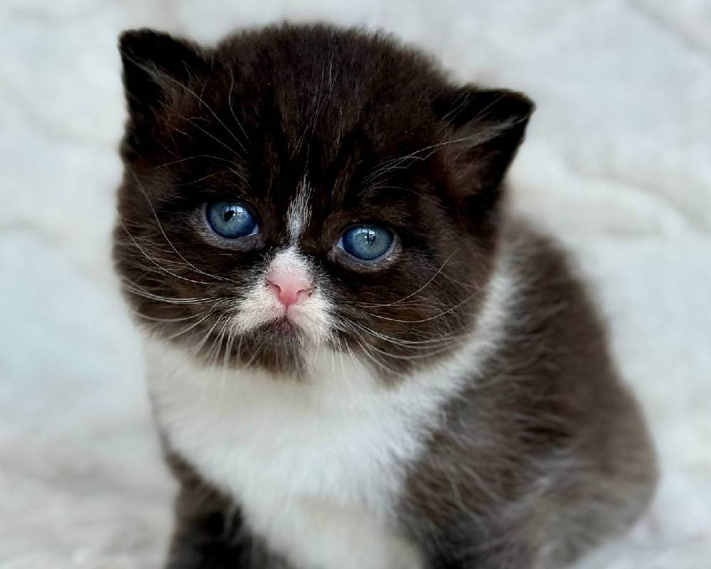 luxury picnic company - Picnic Makers