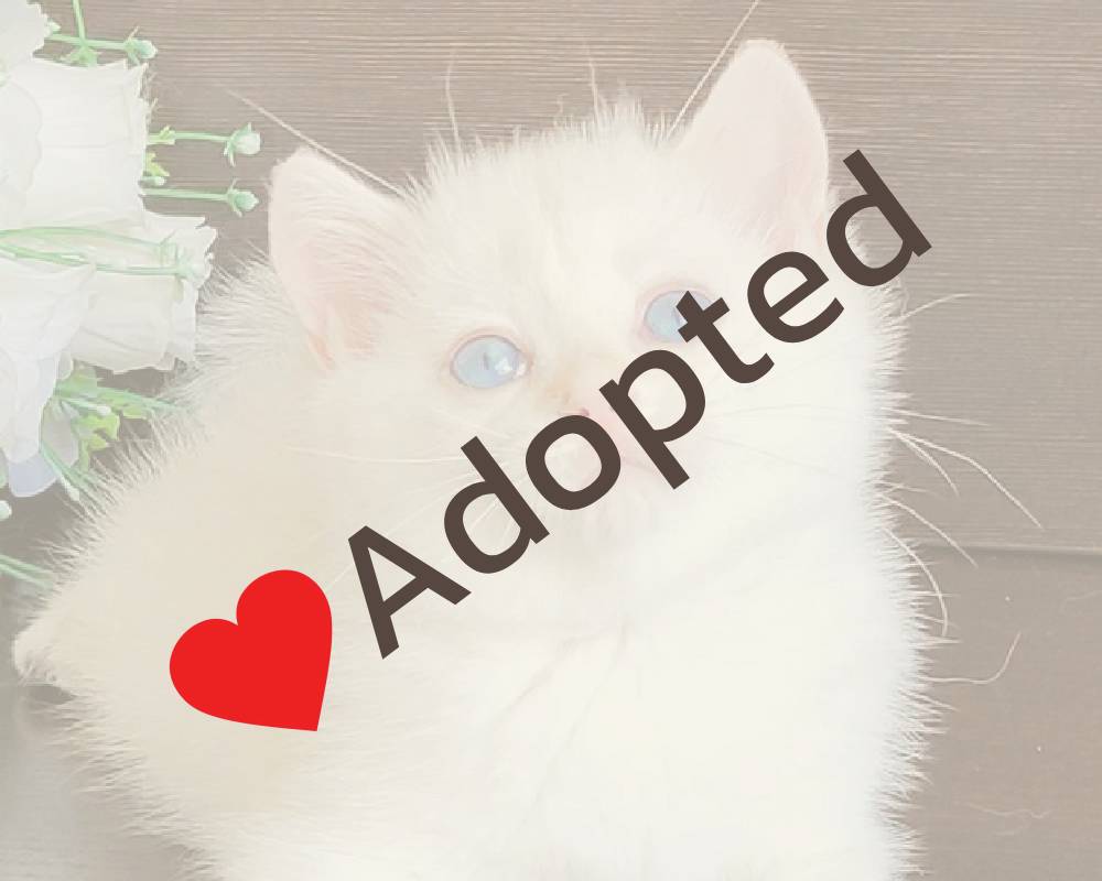 luxury picnic company - Picnic Makers luxury picnic company - Picnic Makers