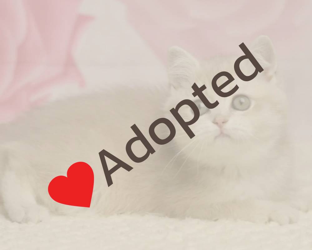 luxury picnic company - Picnic Makers