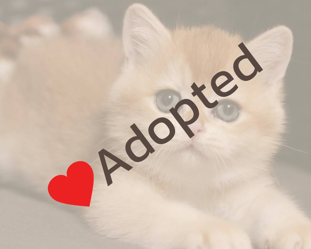 luxury picnic company - Picnic Makers