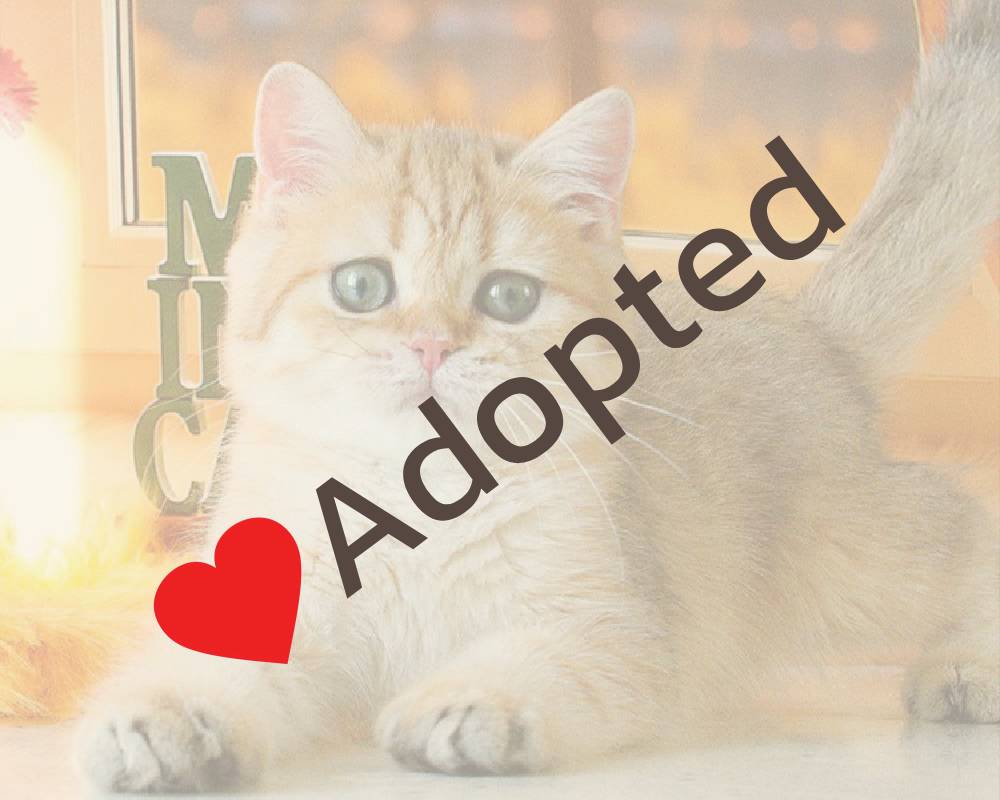 luxury picnic company - Picnic Makers