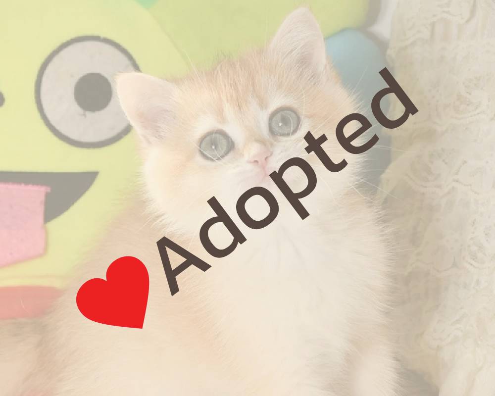 luxury picnic company - Picnic Makers