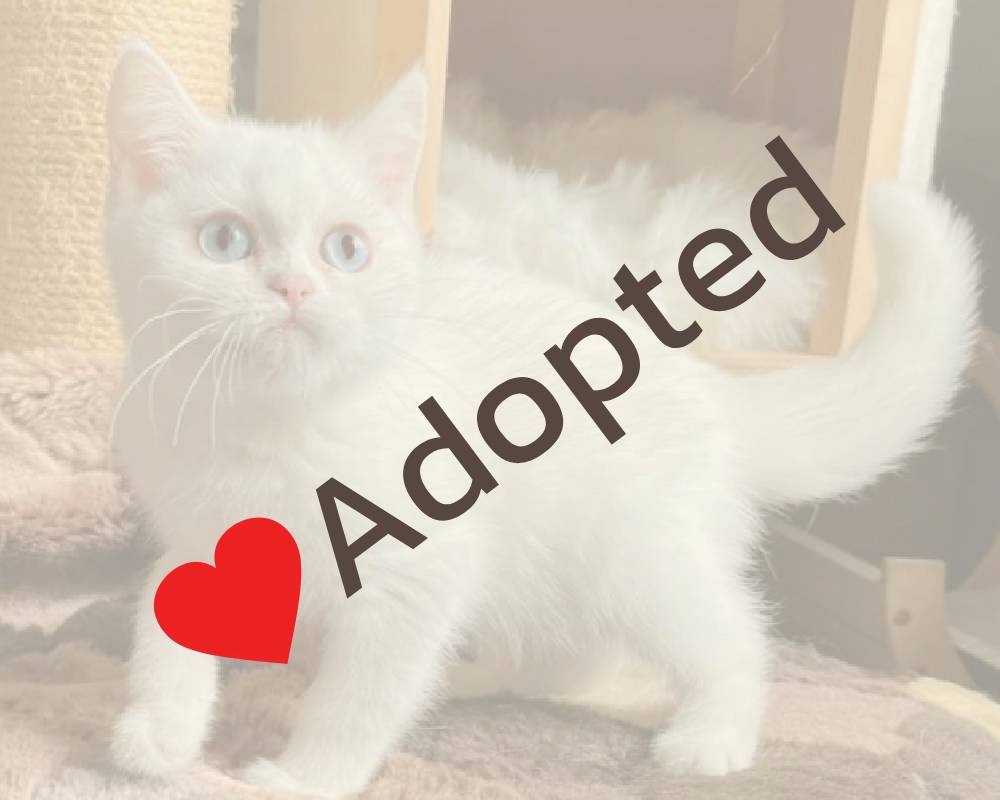 luxury picnic company - Picnic Makers