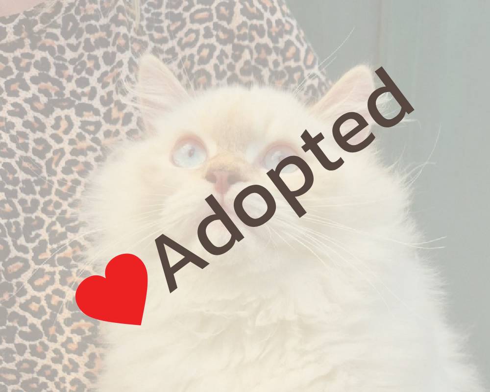 luxury picnic company - Picnic Makers