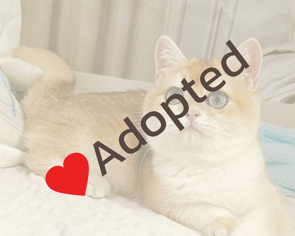 luxury picnic company - Picnic Makers