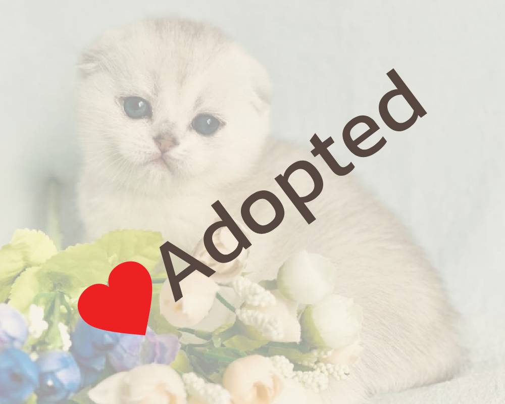 luxury picnic company - Picnic Makers