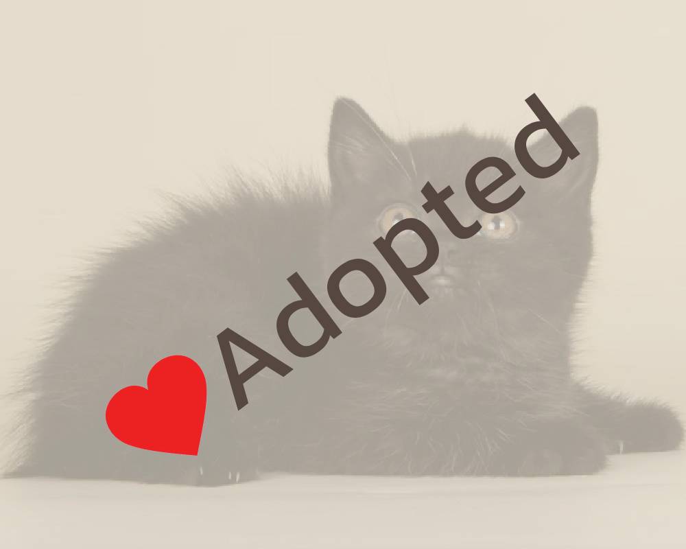 luxury picnic company - Picnic Makers luxury picnic company - Picnic Makers