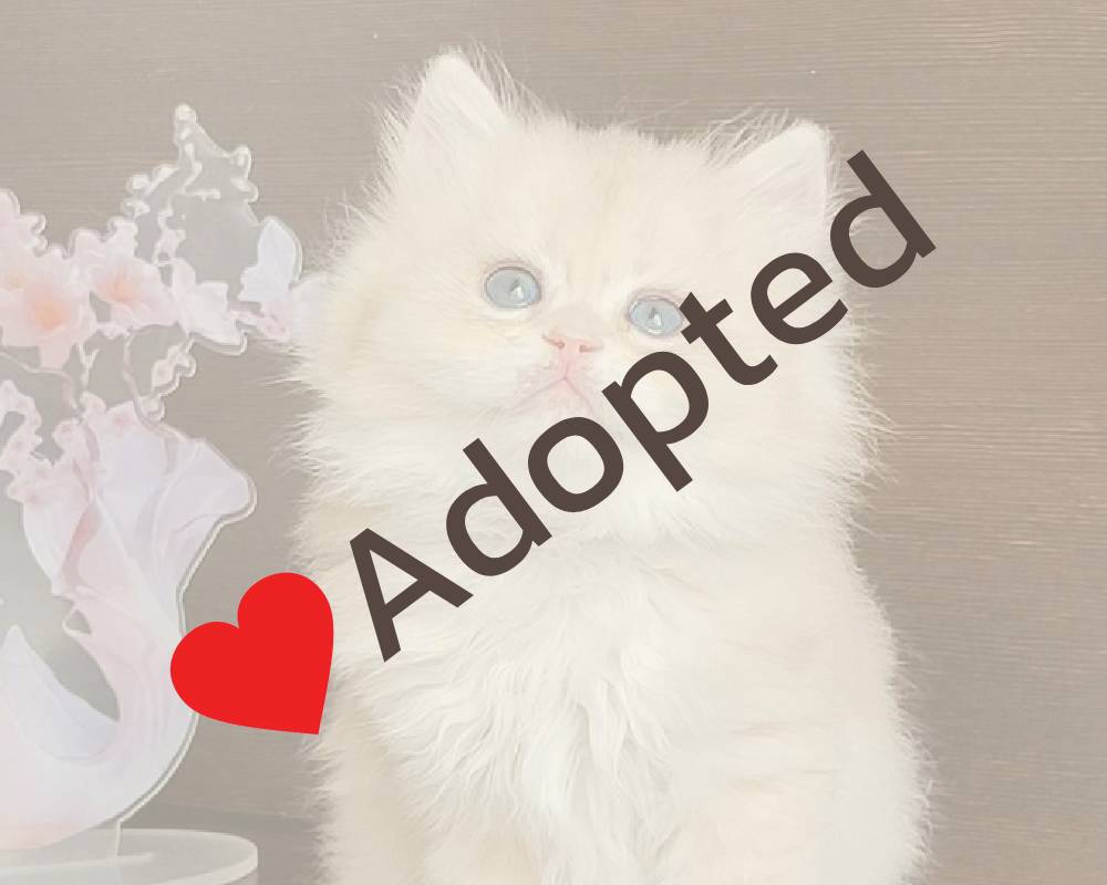 luxury picnic company - Picnic Makers