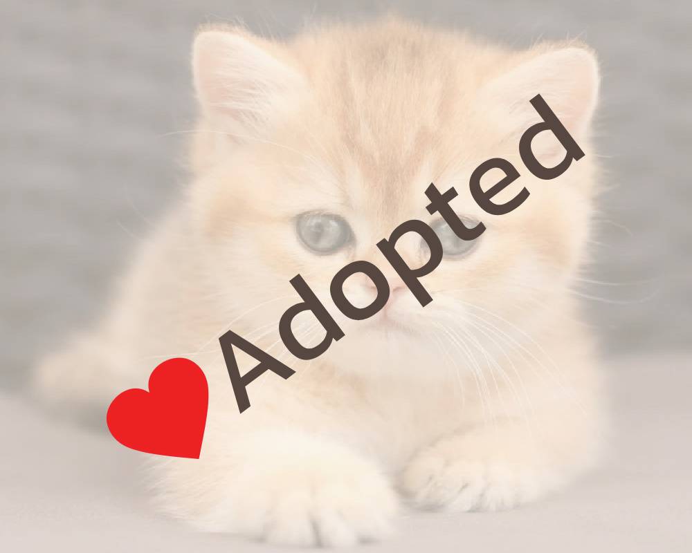 luxury picnic company - Picnic Makers