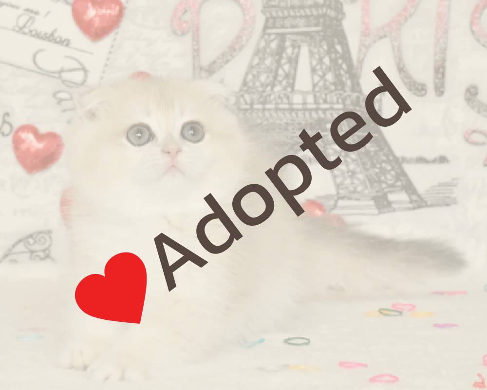 luxury picnic company - Picnic Makers