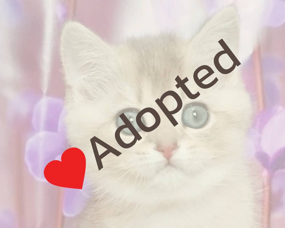 luxury picnic company - Picnic Makers