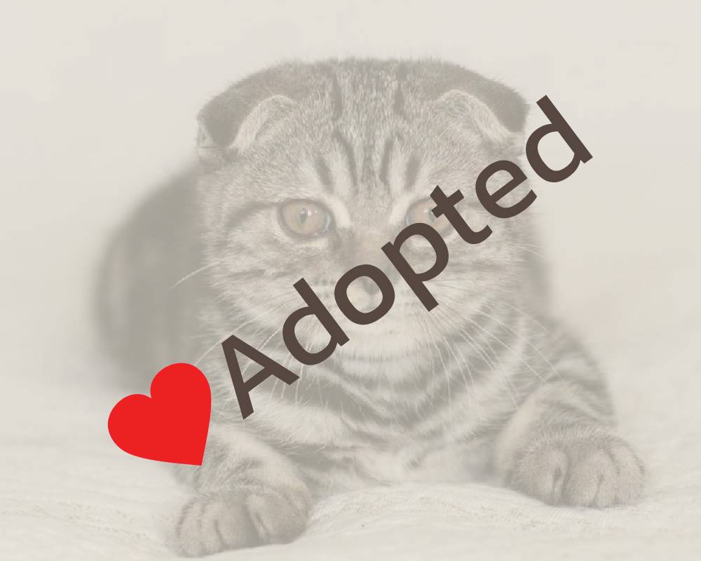 luxury picnic company - Picnic Makers