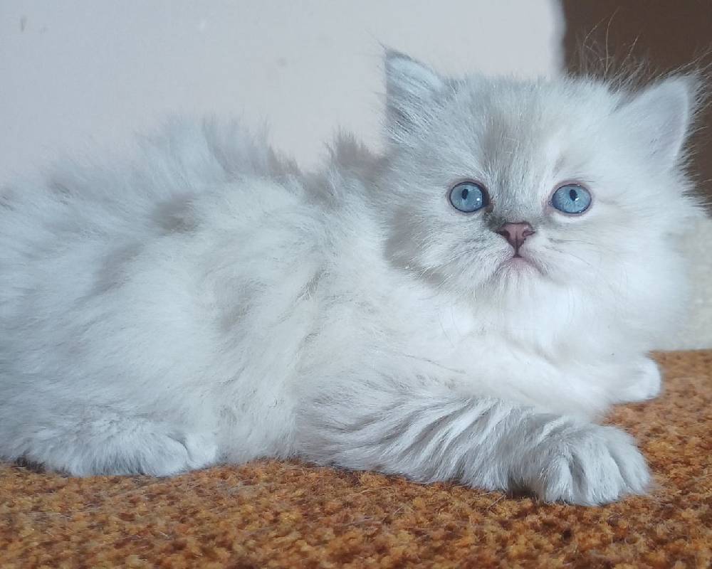 luxury picnic company - Picnic Makers